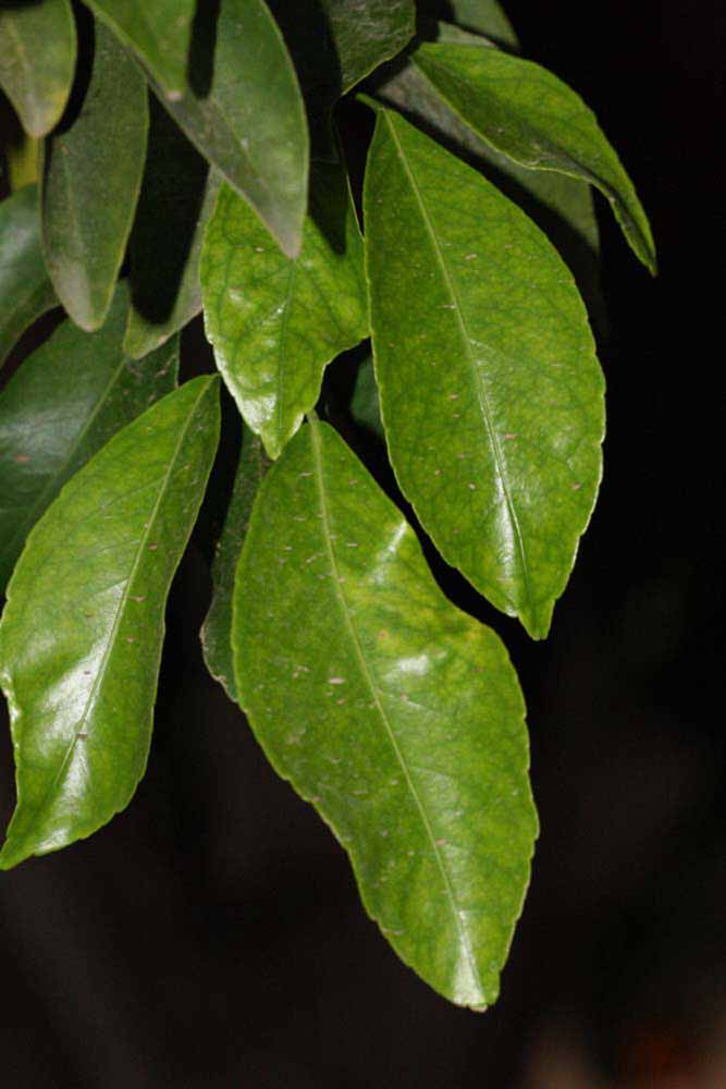              Shade leaves (Riverside, CA)       